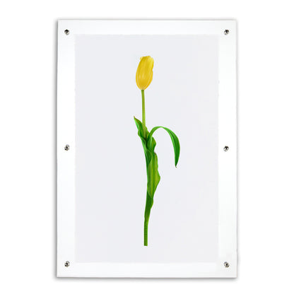 Yellow tulip on English watercolor wall art print, framed in clear acrylic with silver standoffs.