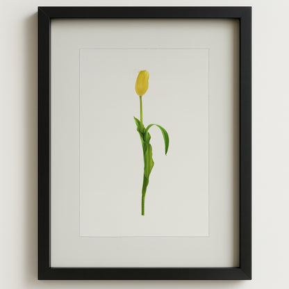 Yellow tulip on English watercolor paper, framed in a black shadowbox.