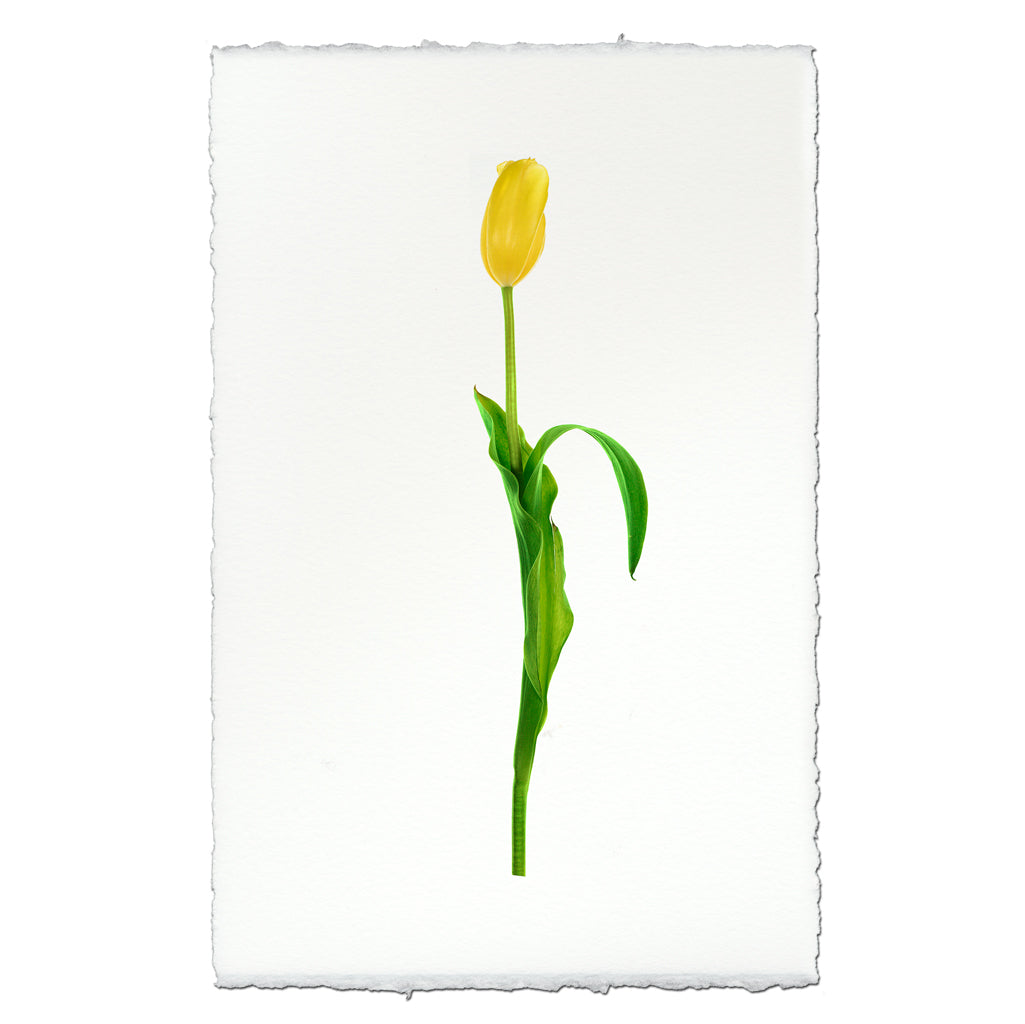 Yellow tulip art print on textured English watercolor paper with deckled edges.