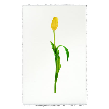Yellow tulip art print on textured English watercolor paper with deckled edges.