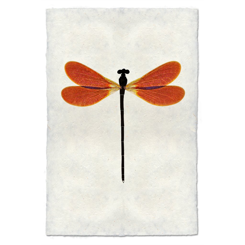 worn dragonfly art paper orange black 