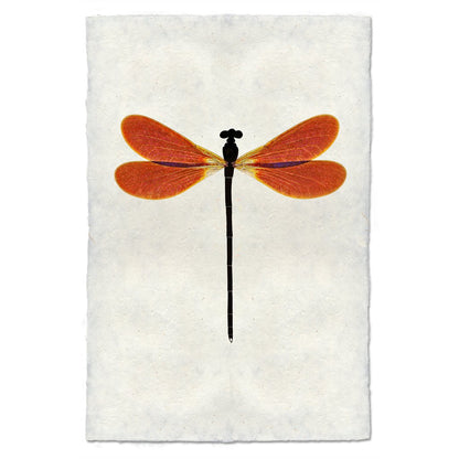worn dragonfly art paper orange black 