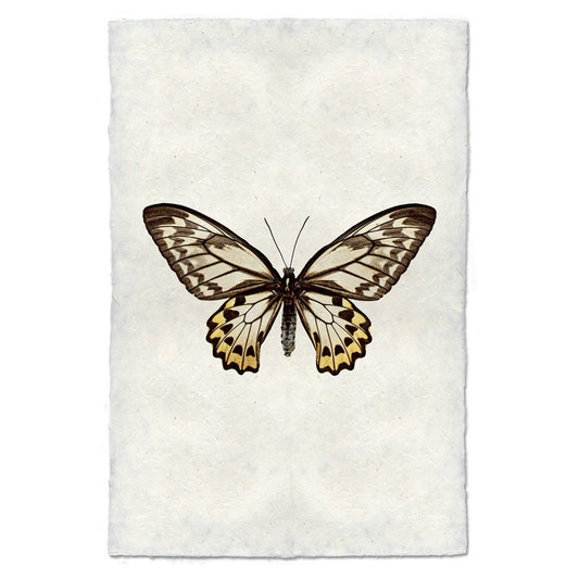 Butterfly handmade paper wal art print 9"x14"