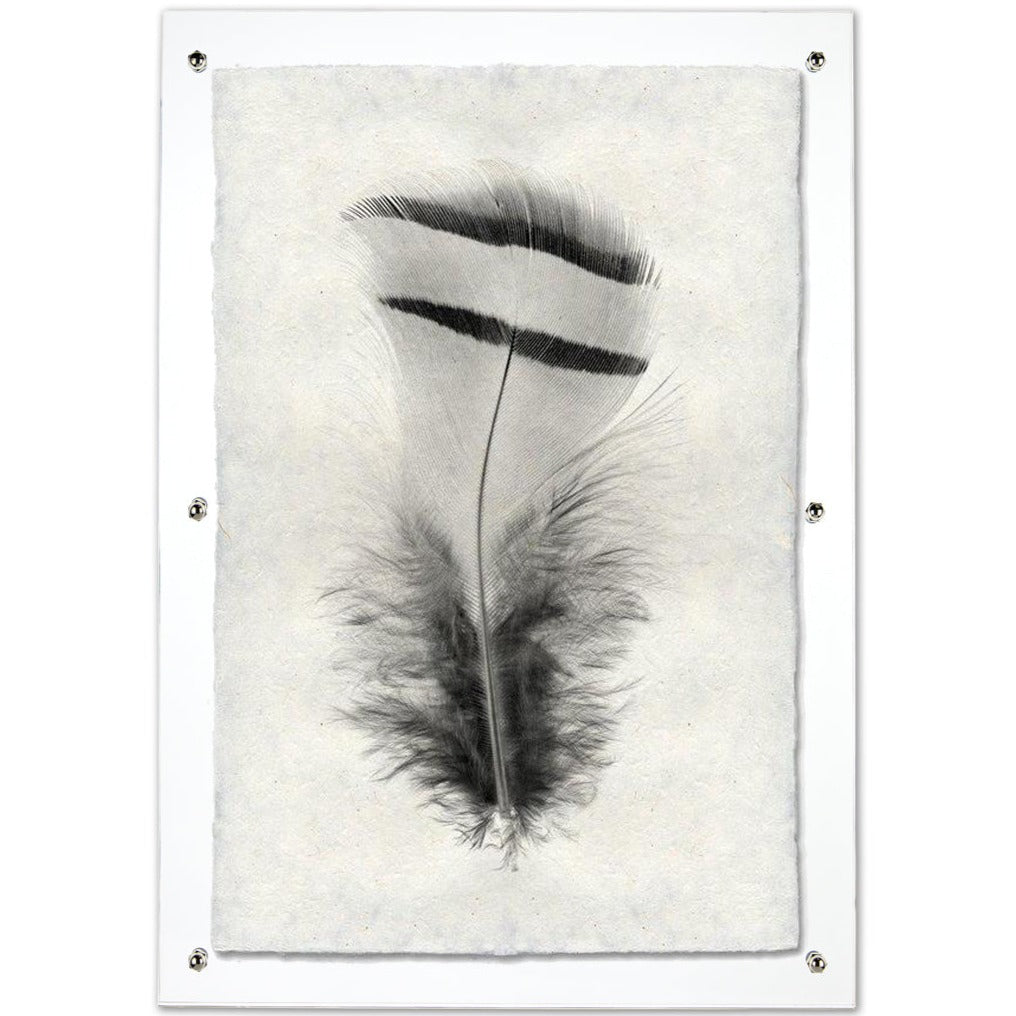Feather study framed handmade paper wall art print 20"x30"
