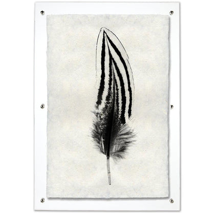 Silver Pheasant Feather Study #2 Handmade Paper Wall Art Print