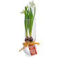 Paperwhites in Small Bulb Vase