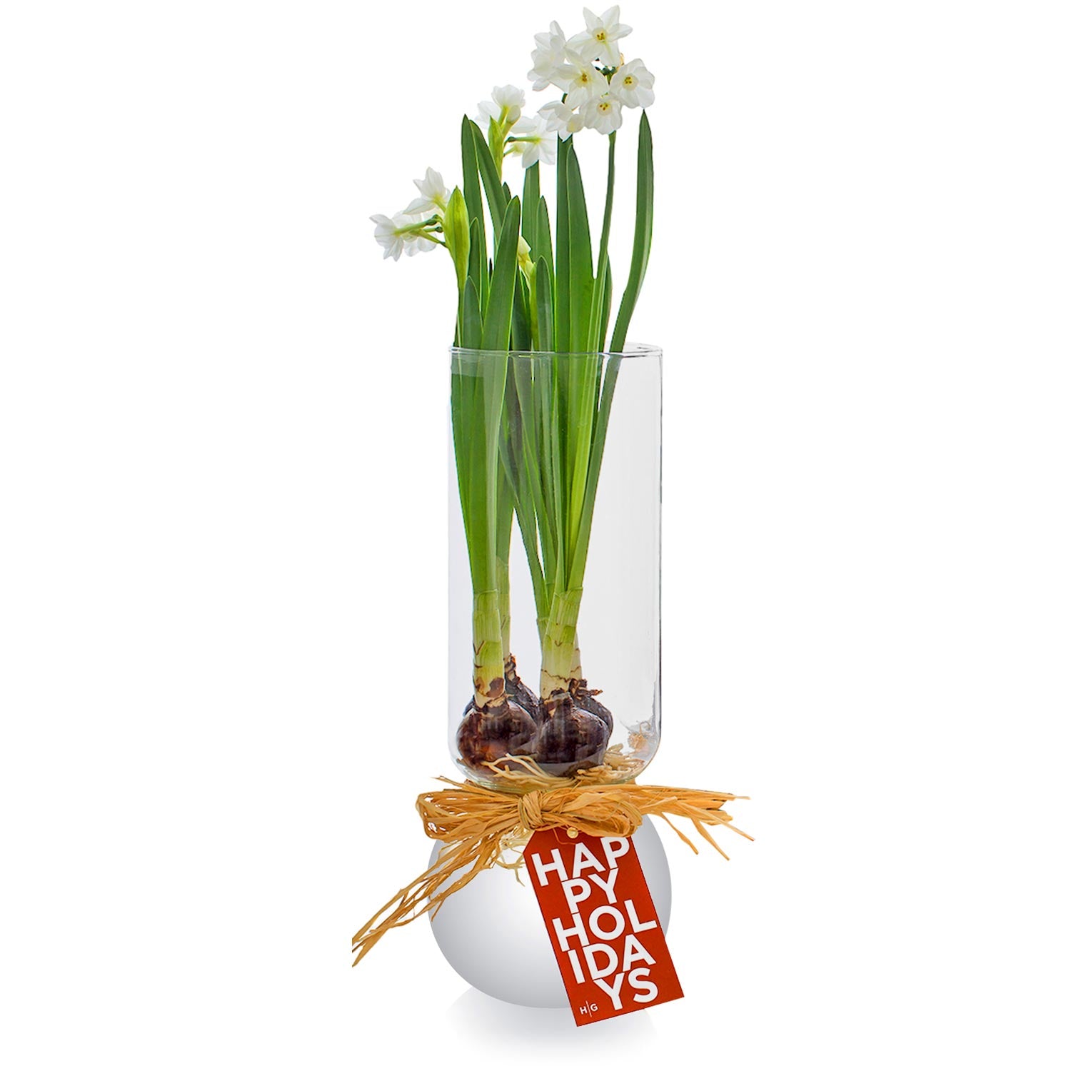 Paperwhites in Small Bulb Vase
