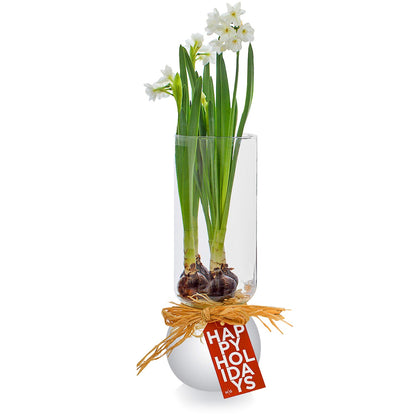 Paperwhites in Small Bulb Vase