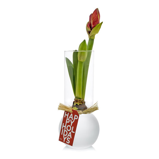 Red Amaryllis in Bulb Vase