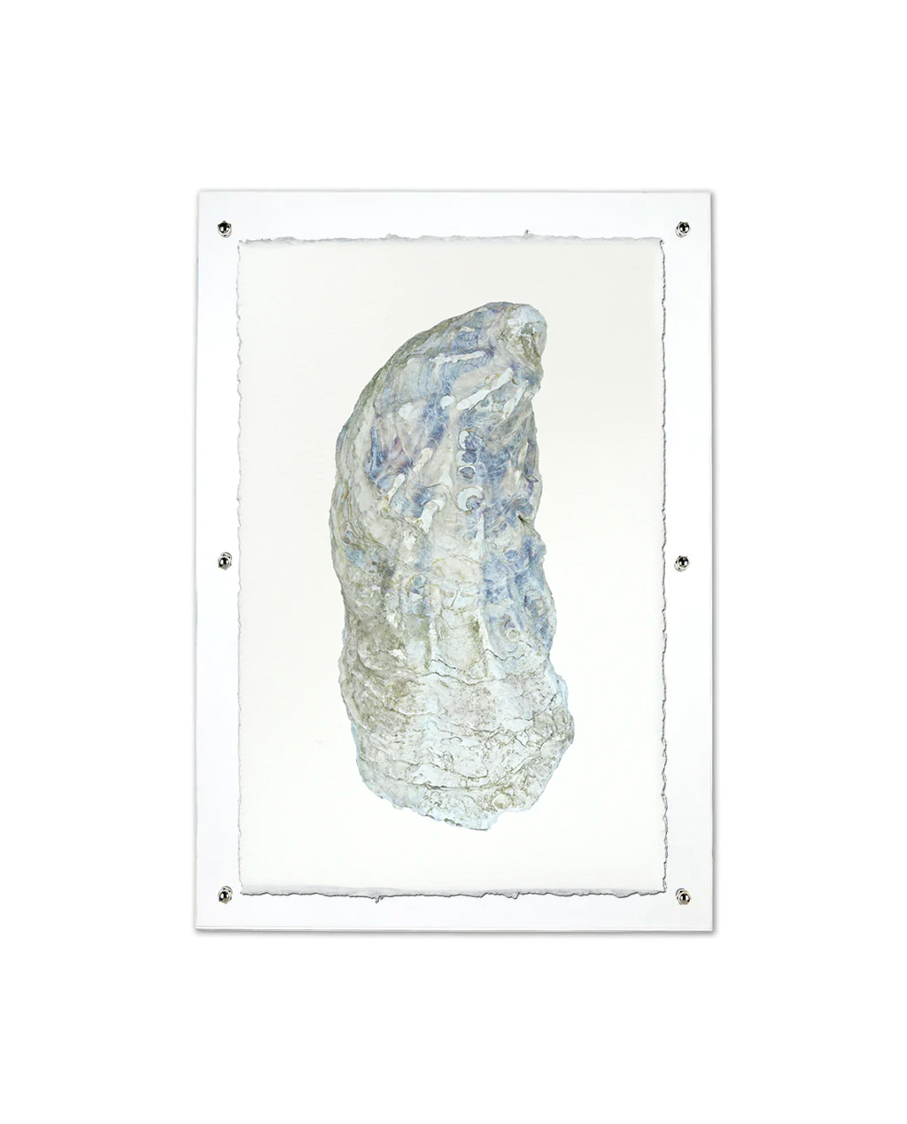 Oyster Study #10 Handmade Paper Art Print