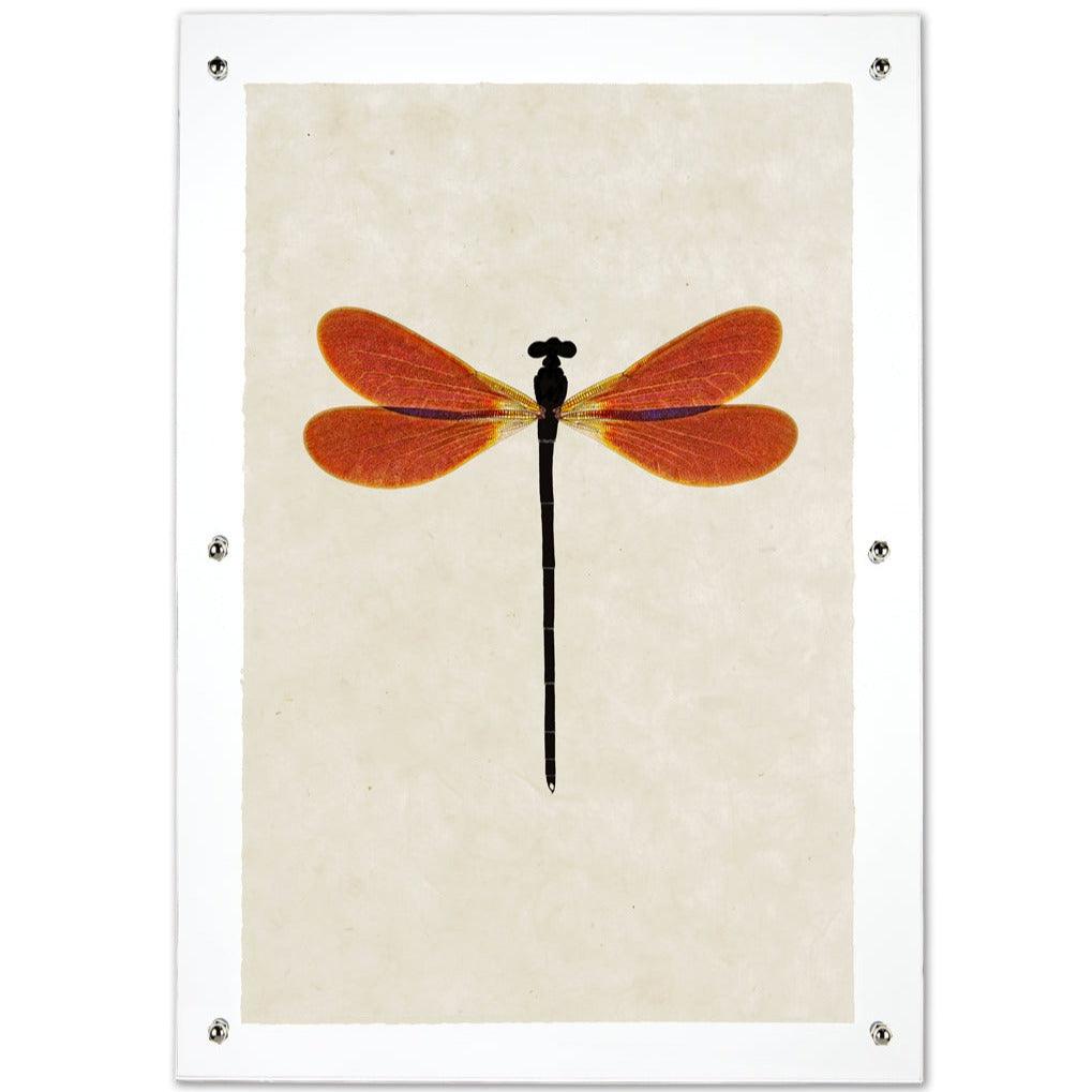Amber Damsel Dragonfly Handmade Paper Wall Art Print - Hudson Grace