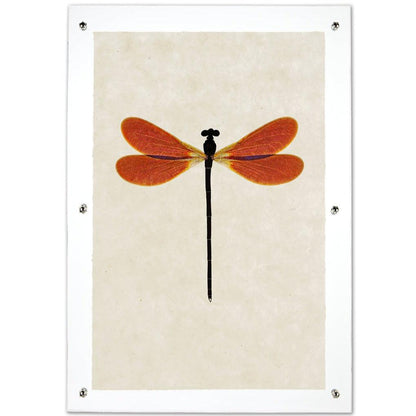 Amber Damsel Dragonfly print on handmade paper, framed with clear acrylic and silver standoffs.