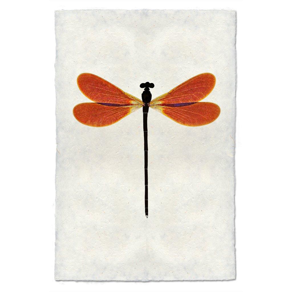 クリストファーマーレー　標本　イトトンボ　Amber Damselfly Amber Damsel Dragonfly Handmade Paper Wall Art Print - Hudson Grace