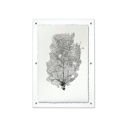 Black Sea Fan #2 wall art print on handmade Nepalese paper, framed in clear acrylic.