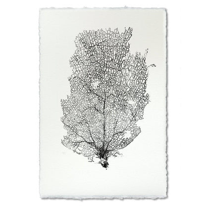 Black Sea Fan #2 wall art print on handmade Nepalese paper with deckled edges.