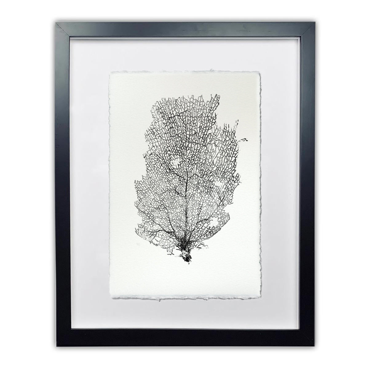 Black Sea Fan #2 Wall Art Print - Hudson Grace