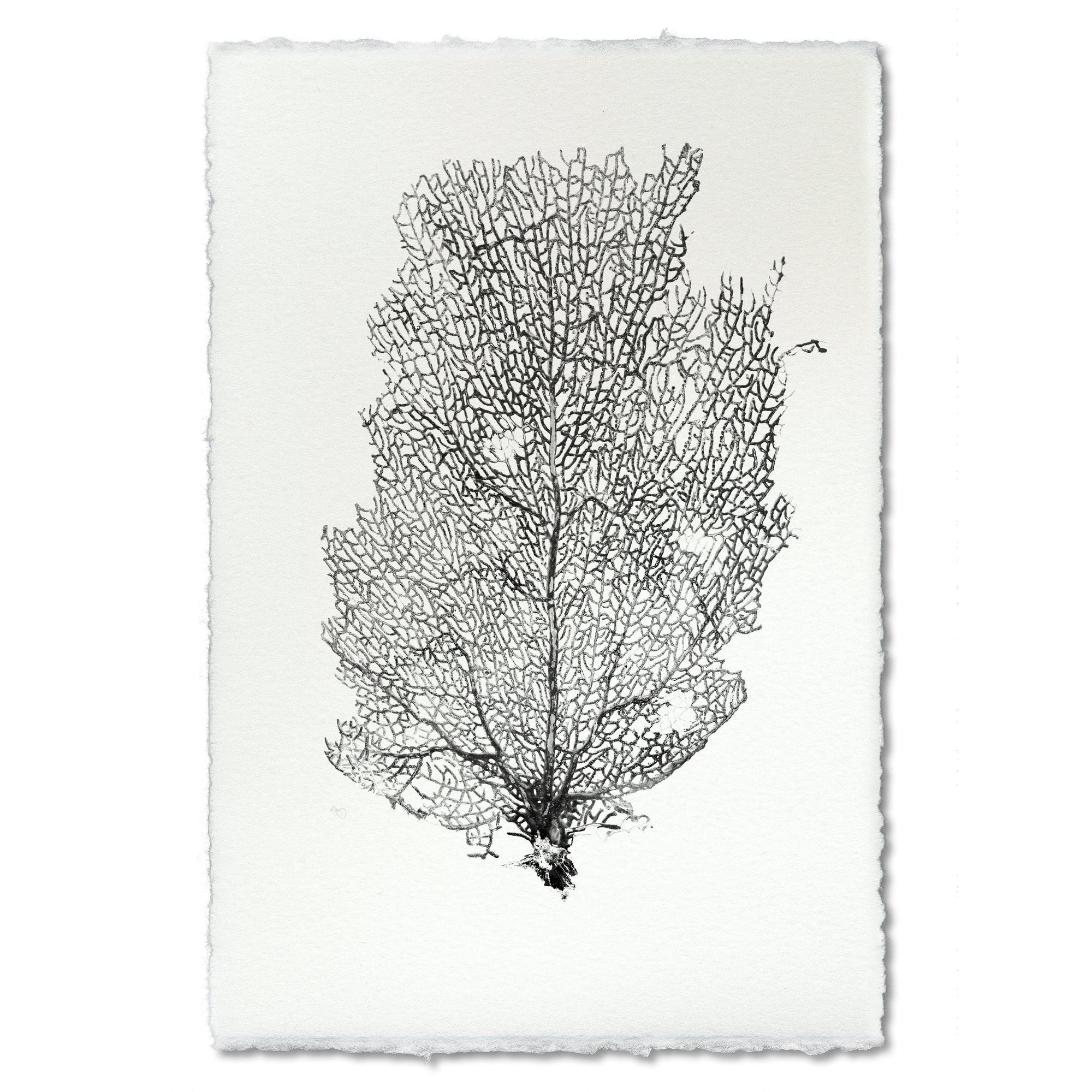 black-sea-fan-2-wall-art-print