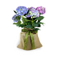 Mini Hydrangea Gift Tree