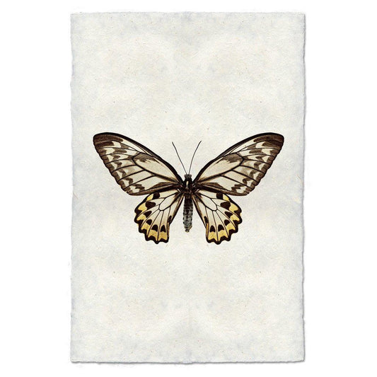 Butterfly #12 wall art print on handmade paper, featuring a brown, white, and yellow butterfly.