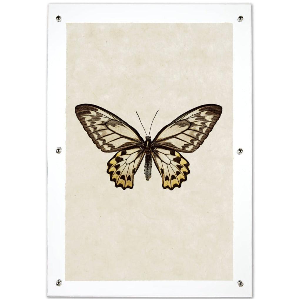 Butterfly #12 wall art print on handmade paper, framed in clear acrylic with silver standoffs.