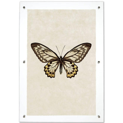 Butterfly #12 wall art print on handmade paper, framed in clear acrylic with silver standoffs.