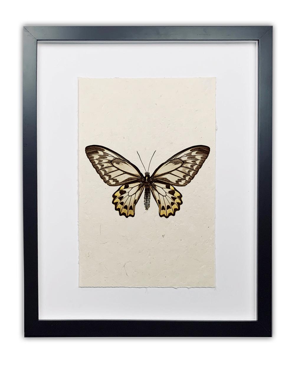 Framed Butterfly #12 print on handmade paper, featuring a white, black, and yellow butterfly.
