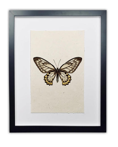 Framed Butterfly #12 print on handmade paper, featuring a white, black, and yellow butterfly.