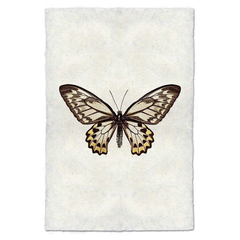 Butterfly #12 wall art print on handmade paper, featuring a brown, white, and yellow butterfly.