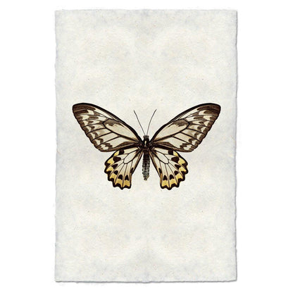 Butterfly #12 wall art print on handmade paper, featuring a brown, white, and yellow butterfly.