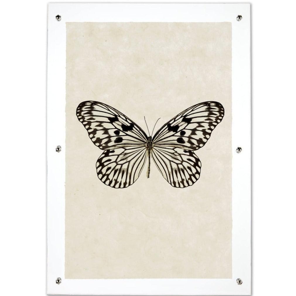 Butterfly #14 black and white print on handmade paper, framed in clear acrylic with silver standoffs.