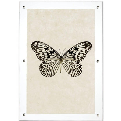 Butterfly #14 black and white print on handmade paper, framed in clear acrylic with silver standoffs.