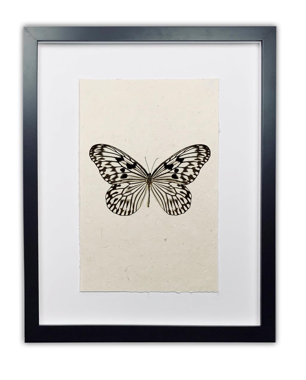 Framed Butterfly #14 black and white print on handmade paper, by Dennis and Roy.