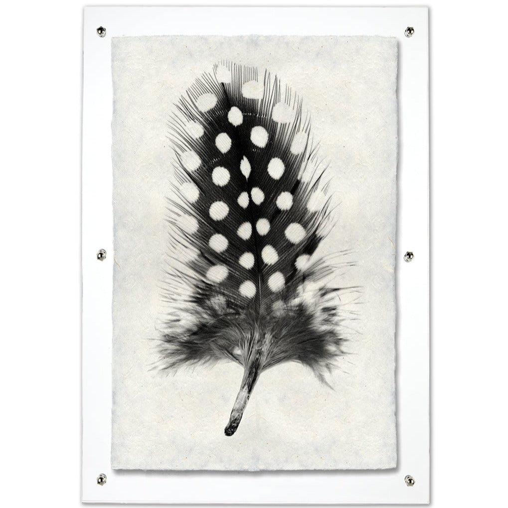 Black and white Guinea Fowl feather print on textured Nepalese handmade paper, framed in clear acrylic.