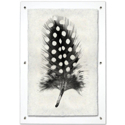Black and white Guinea Fowl feather print on textured Nepalese handmade paper, framed in clear acrylic.