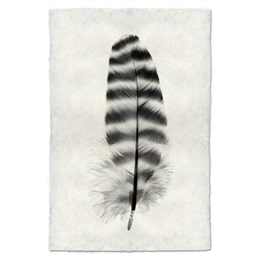 Barred Rock Hen feather print, black and white, on textured handmade Nepalese paper.
