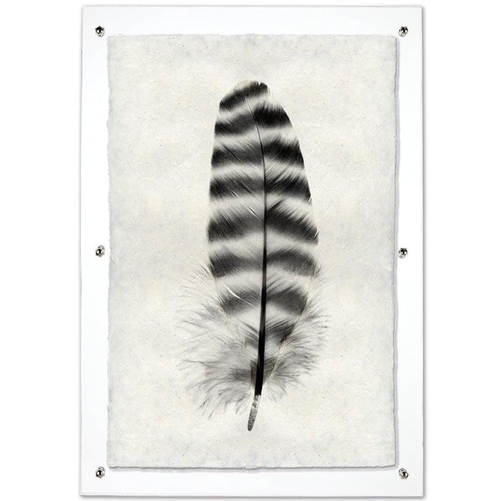 Black and white Barred Rock Hen feather print on textured Nepalese handmade paper, framed in clear acrylic.