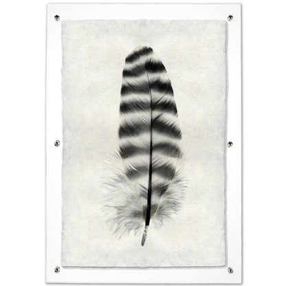 Black and white Barred Rock Hen feather print on textured Nepalese handmade paper, framed in clear acrylic.