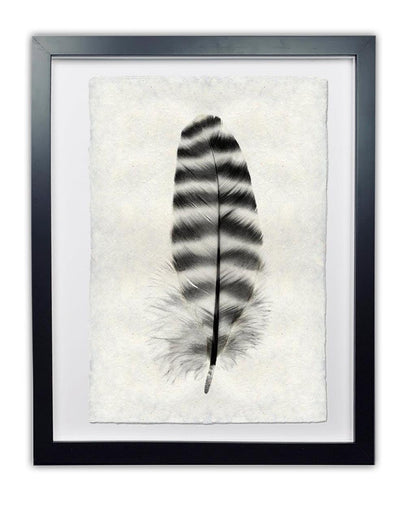 Framed black and white Barred Rock Hen feather print on textured handmade Nepalese paper.