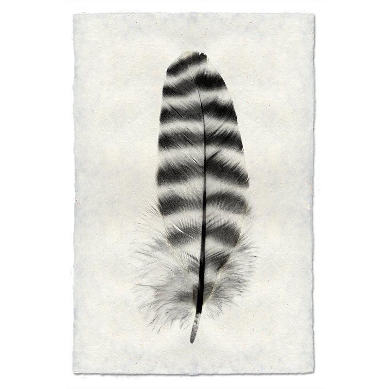 Barred Rock Hen feather print, black and white, on textured handmade Nepalese paper.