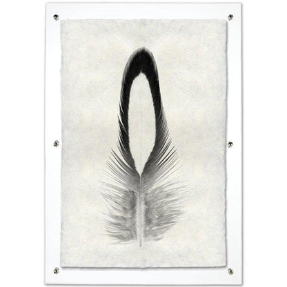 Black Lady Amherst Pheasant feather print on textured handmade paper, framed in clear acrylic.