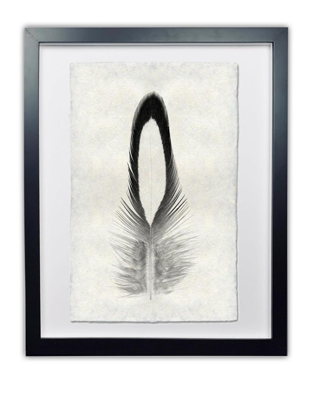 Lady Amherst Pheasant feather print on textured Nepalese handmade paper, framed in black.