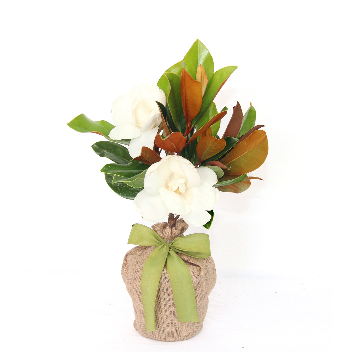 Live Magnolia Mini Gift Tree with glossy green leaves, white blooms, in a burlap sack with a green ribbon.