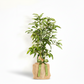 Live mini avocado tree in a burlap sack with a green ribbon bow, on a white background.