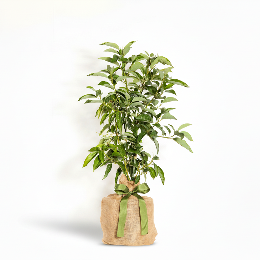 Live mini avocado tree in a burlap sack with a green ribbon bow, on a white background.