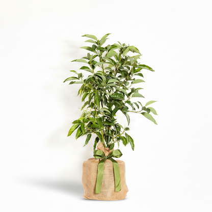 Live mini avocado tree in a burlap sack with a green ribbon bow, on a white background.