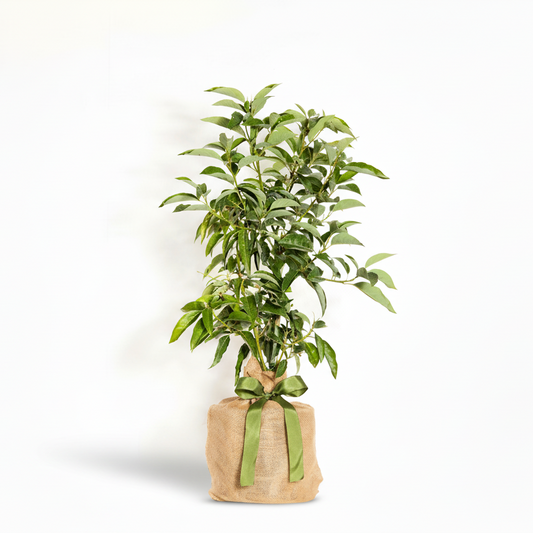 Live mini avocado tree in a burlap sack with a green ribbon bow, on a white background.