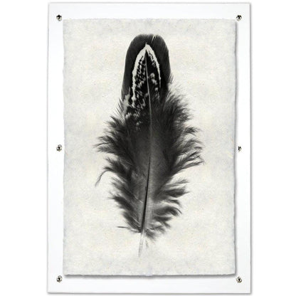 Black and white Mallard Duck feather print on textured handmade Nepalese paper, framed in clear acrylic.