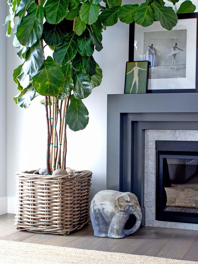 Woven wood medium square planter basket in natural sandblasted rattan, holding a fiddle leaf fig tree.