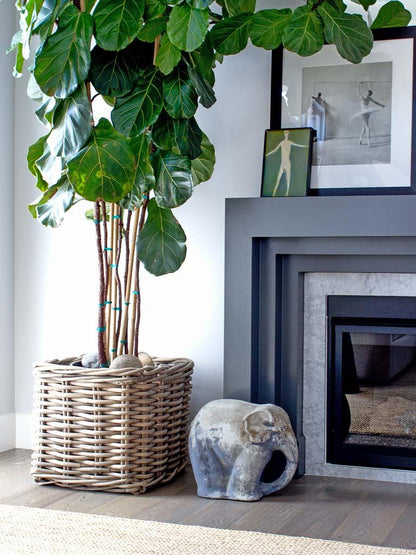 Woven wood medium square planter basket in natural sandblasted rattan, holding a fiddle leaf fig tree.