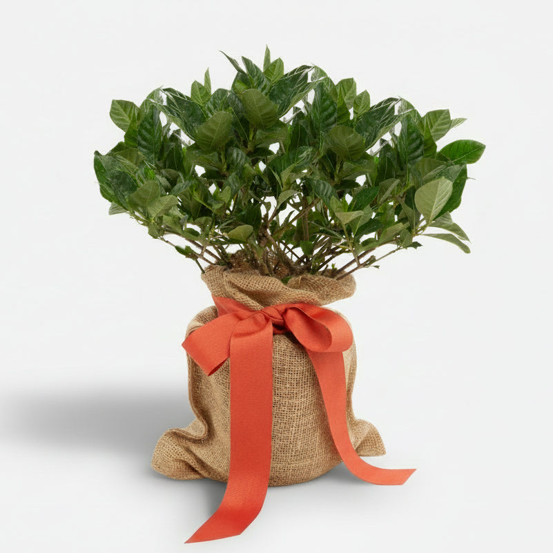Mini Gardenia Gift Tree with green leaves, wrapped in burlap with an orange ribbon.